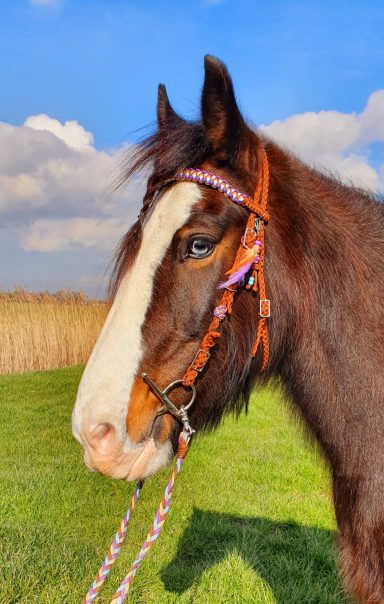 Westerntrense geflochten Westerntrense