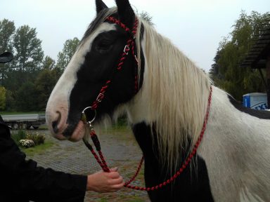 Western Flechttrense, geschlossene Zügel Flechttrense Western
