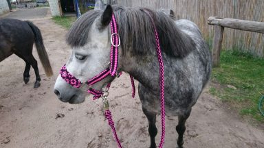 Geflochtenes Halfter mit Strick Flechthalfter Pferd
