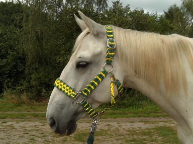 Halfter geflochten Geflochtenes Halfter
