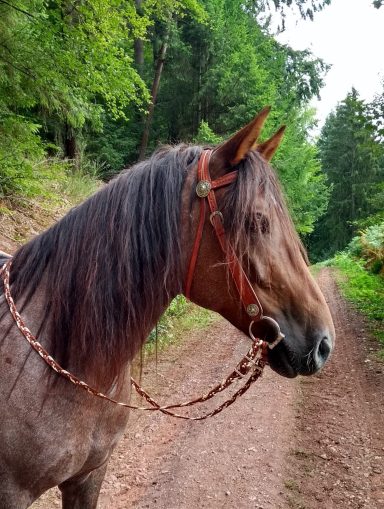 Flache Paracord Zügel Zügel flach geflochten