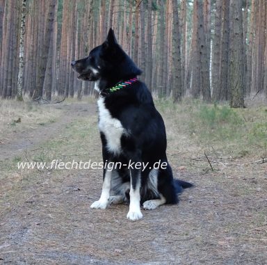 Hundehalsband geflochten Hundehalsband Paracord
