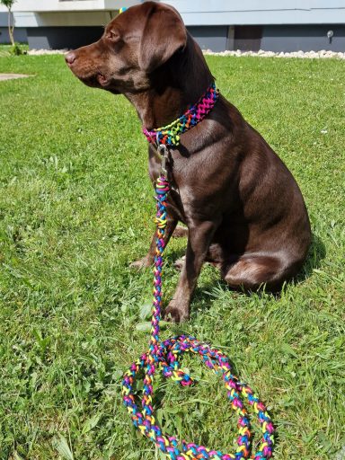 Hundehalsband & 12fach rund geflochtene Leind Halsband & Leine