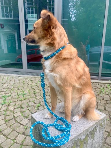 Geflochtenes Hundehalsband und Hundeleine Halsband und Leine aus Paracord