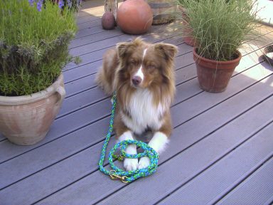 Hundeleine 12fach rund Paracord Hundeleine
