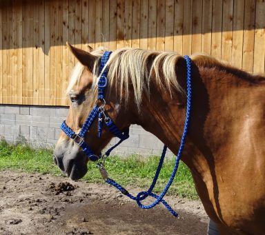 Paracord Pferdehalfter und Strick Pferdehalfter