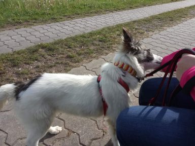 Halsband mit Dornschnalle Hundehalsband geflochten