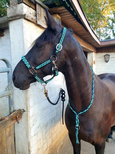 Pferdehalfter & Halsring Halfter und Halsring