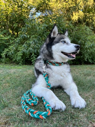 Paracord Hundeleine und Halsband Hundeleine, Halsring Paracord