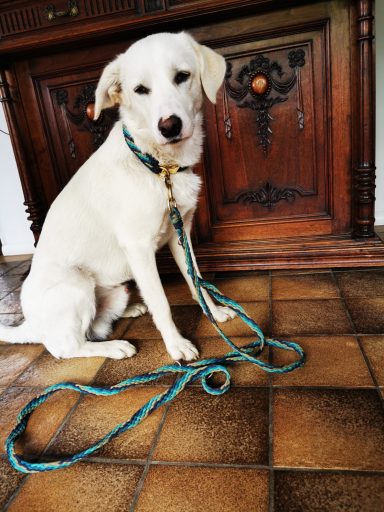 Paracord Halsband und flache Hundeleine Halsband und Hundleine Paracord