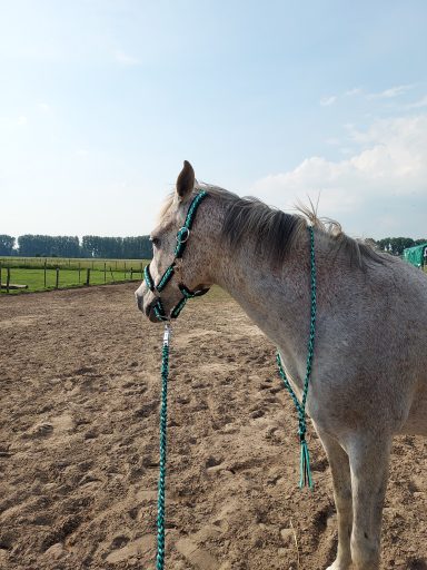 Paracord Halfter, Anbindestrick und Halsring Halfter, Anbindestrick, Halsring