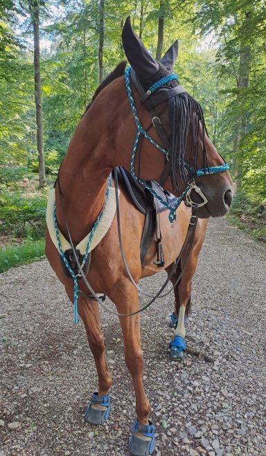 Reisehalfter und Halsring geflochten Taschenhalfter, Halsring Paracord