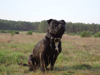 Halsband mit Dornschnalle Hundehalsband Paracord