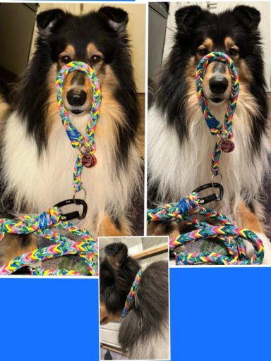 Halsband und Leine aus Paracord Halsband und Leine Paracord