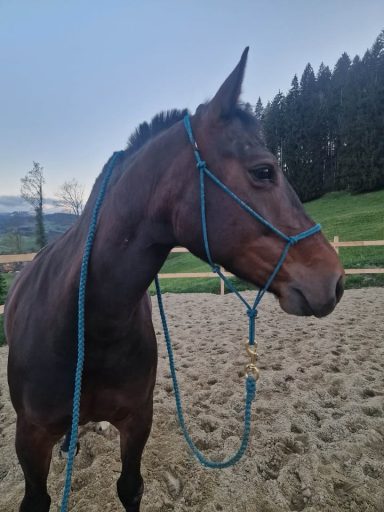 Knotenhalfter und Bodenarbeitsseil Knotenhalfter, Strick