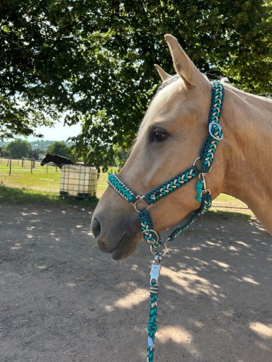 Halfer und Strick aus Paracord geflochten Paracord halfter und Anbindestrick