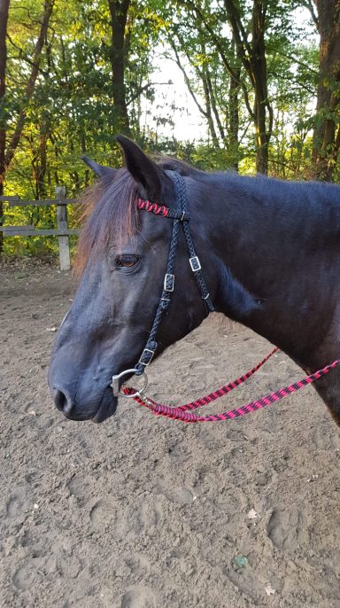 Westerntrense, geschlossene Zügel Westerntrense geflochten