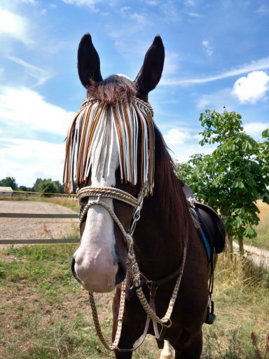 Trense Englisch mit Reithalfter, Fliegenfransen Trense Englisch