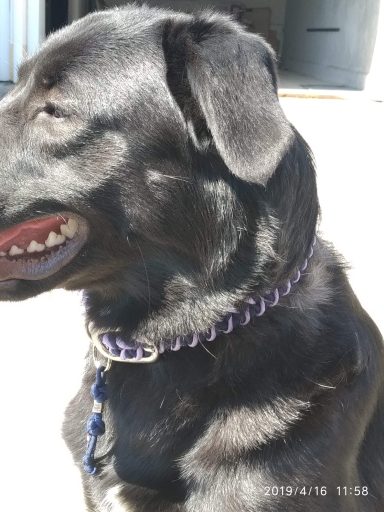 Hundehalsband mit Schnalle verstellbar Halsband