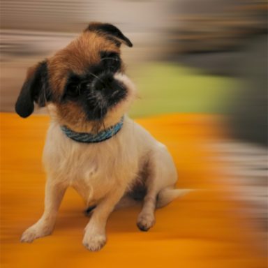 Halsband für kleine Hunde Halsband